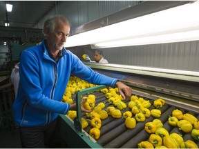 Jos Moerman is the president of Sunnyside Produce in Surrey, BC. Moerman is concerned that a reduction in natural gas supply, caused by a recent pipeline explosion, could adversely affect the production of vegetables in greenhouses that rely on natural gas to heat them.