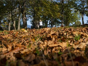 A woman walks through the changing tree canopy on a clear and sunny fall day in Vancouver, BC.