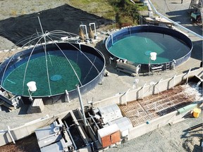 Two of the on-land salmon rearing tanks at Golden Eagle Aquaculture in Agassiz.