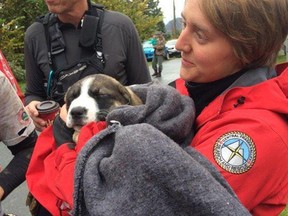 A member of the Central Fraser Valley Search and Rescue Society holds one of the two rescued puppies.