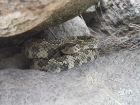 A western rattlesnake is shown in the Okanagan Valley, in British Columbia, in this undated handout photo. British Columbia's rattlesnakes don't get much respect but biologists are working to change that while they try to save a diminishing species in an Okanagan Valley nature reserve.