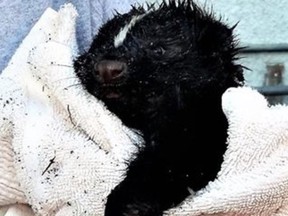 Firefighters from Vancouver Fire Rescue saved this young skunk that was stuck in a dumpster drainage hole.