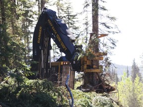 A feller buncher machine similar to this one felled trees on a private property near Nanaimo without permission and a judge has awarded $80,000 in damages.