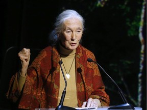 Jane Goodall will deliver the commencement speech at Simon Fraser University on Thursday.