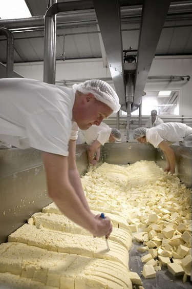 Cutting & blocking the cheese in the Wensleydale Creamery, Hawes.