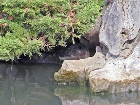 A rogue river otter has been devouring the Sun Yat-sen garden's koi fish. It was first spotted in the garden on Saturday.