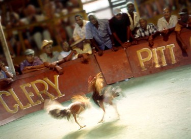 Whether you agree with it or not, cock fighting is an island passion, especially among the men and cockfights are held all over the island. This is the Clery Pitt in Riviere Pilote.