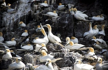 Gannets on Bass Rock.