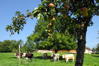Normandy cows graze in an apple orchard in the Pays d'Auge. The cows supply the milk for cheese making and the apples are the important ingredient for making calvados, cider and pommeau.