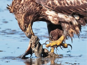 A juvenile eagle feasts on a rotting salmon.