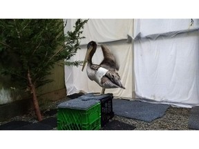 A brown pelican is seen in this undated handout photo. A brown pelican that was recently rehabilitated and released from a BC-SPCA facility in Victoria is once again receiving care, this time for a different injury.