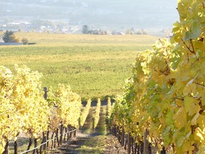 The Hester Creek vineyard near Oliver was the first in B.C. to grow vitis vinifera.