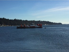 The Coast Guard tows a dead humpback whale found near the Tsawwassen ferry terminal. A necropsy has been completed but the cause of death has not yet been released.  [PNG Merlin Archive]