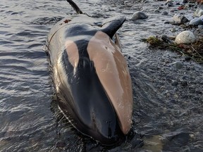 A 225-kilogram baby orca was found dead on Nootka Island by a hiker on Wednesday.