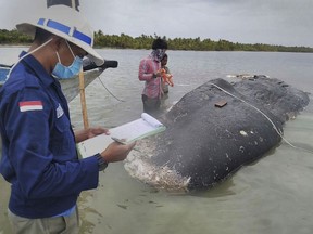 The dead whale that washed ashore in eastern Indonesia had a large lump of plastic waste in its stomach, causing concern among environmentalists and government officials in one of the world's largest plastic polluting countries.