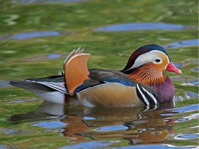 A Mandarin duck seen at Burnaby Lake, B.C., on Oct. 10, 2018.