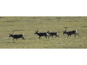 FILE - In this Aug. 12, 2009, file photo, caribou migrate in the Porcupine River Tundra in the Yukon Territories, Canada. A decision by Canadian wildlife officials means that caribou will no longer inhabit a small portion of the Lower 48 states. After decades of trying to reintroduce the animals into Idaho and Washington, Canadian officials have decided to relocate six remaining survivors in the United States farther north into Canada.