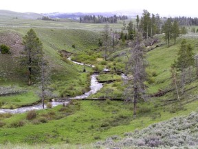 This 2015 photo provided by Oregon State University shows a stretch of Blacktail Deer Creek in Yellowstone National Park, Wyo. In the first study of its kind, research by Oregon State University scientists shows that the return of large terrestrial carnivores can lead to improved stream structure and function. (Oregon State University via AP)