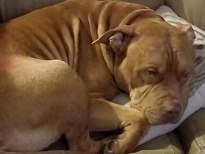 Rex the pit bull, who attacked several people in a Colwood home.