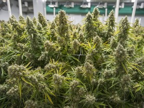 Langley, BC: OCTOBER 30, 2018 -- BlissCo is a licensed producer and of medical cannabis operating in Langley, BC. Pictured is mature cannabis plants ready for harvest.  (Photo by Jason Payne/ PNG) (For story by Evan Duggan) ORG XMIT: cannabisfacility [PNG Merlin Archive]