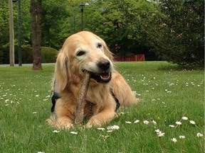 Poppy, a beloved therapy dog who worked at Canuck Place hospice providing comfort to children, has died of cancer.