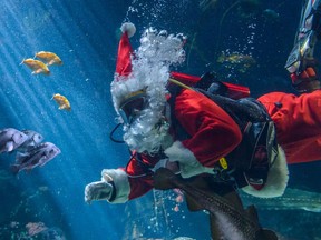 Scuba Claus returns to the Vancouver Aquarium this holiday season.