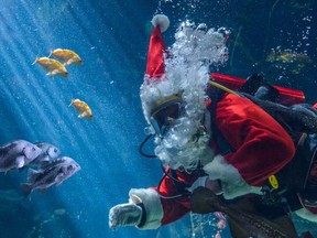 Scuba Claus as part of the Sea of Light event at Vancouver Aquarium. 2018