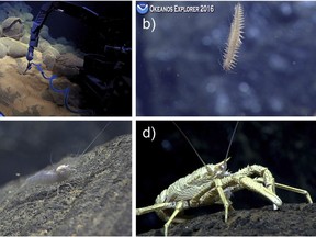 A combo photo provided by Chadwick WW Jr. et al of various images made by the Deep Discoverer, a remote operated vehicle, showing clockwise from top left, a robotic arm measuring temperature near a sea vent, a bristle worm, a squat lobster and a shrimp. Close to the Mariana Trench and nearly three miles below sea level, scientists found evidence of an underwater eruption that was only months old.