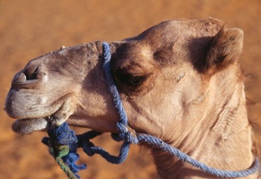 Camel head close up near Merzouga.