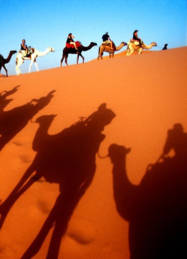 The camel caravan heads south into the Sahara.