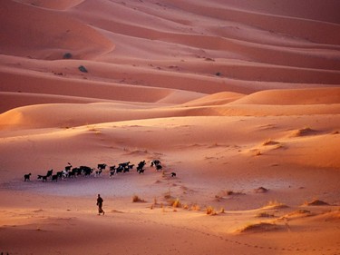 A Berber shepherd and his flock amongst the dunes at Erg Chebbi (trips to the Sahara can be arranged from Marrakech).