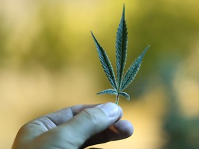 A marijuana leaf is displayed at a Bonify grow facility in Winnipeg, Manitoba, Canada, on Wednesday, July 12, 2017.