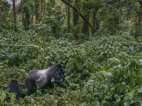 The majestic and awe inspiring mountain gorillas of Uganda's Bwindi National Park in East Africa.