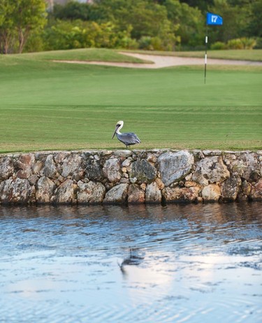 17th green and local bird life.