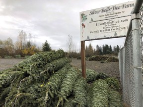 The Nature Conservancy of Canada urging people to use their old Christmas trees in their backyard as shelter for birds and other creatures and allowing them to decompose to feed the soil, rather than putting the old trees out to the curb. In this November 2018 photo, Christmas trees sit in a dirt lot at Silver Bells Tree Farm in Silverton, Ore., before being loaded onto a semi-truck headed for a Los Angeles tree lot.