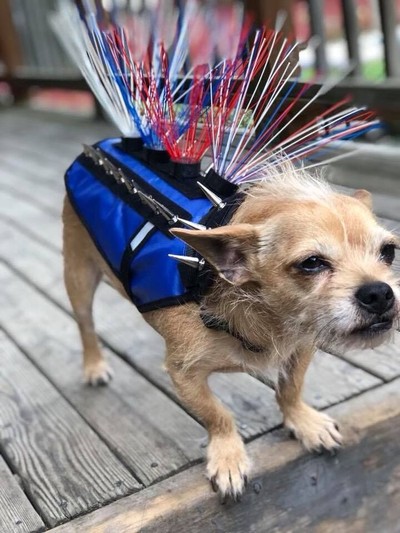 Coyote Vests' For Dogs Is The New Punk Rock Trend You'll Want To