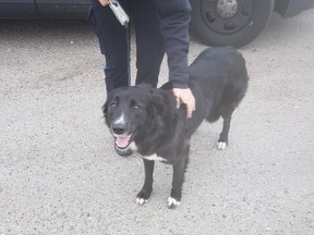 New Westminster police are searching for a family that is missing a dog on Christmas morning.