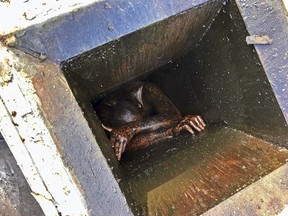 This photo provided by the Alameda County Sheriff's Office shows a man who was possibly trying to burglarize an abandoned Chinese restaurant in San Lorenzo, Calif., trapped in a grease vent before he was rescued Wednesday, Dec. 12, 2018.