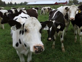 FILE PHOTO : Dairy cows on farm in the Fraser Valley.