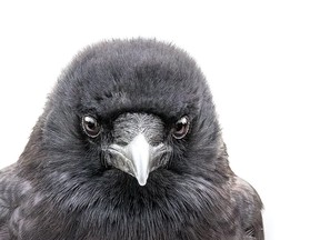 Mavis. One of the featured models in the Vancouver Crow Calendar.