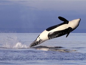 In this Jan. 18, 2014, file photo, an endangered female orca leaps from the water while breaching in Puget Sound west of Seattle as seen from a federal research vessel that has been tracking the whales.