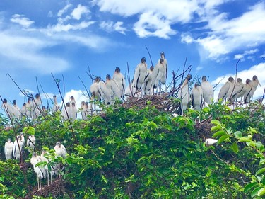 Male wood storks guard nesting females on a tiny islet at the 50-acre Wakodahatchee Wetlands, where nature rules — even in Delray Beach.