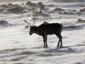 A wild caribou roams the tundra near The Meadowbank Gold Mine located in the Nunavut Territory of Canada on Wednesday, March 25, 2009.