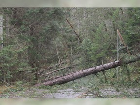 Downed trees on Gabriola Island after the devastating windstorm.