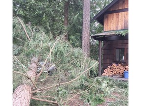 A fallen tree lies dangerously close to Eric TouchburnÕs home on Galiano.