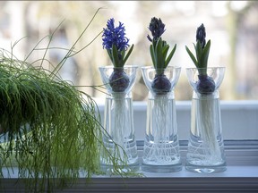 Blooming hyacinth bulbs add interest and perfume to any setting.