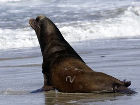 Oregon wildlife officials have started killing sea lions that threaten a fragile run of winter steelhead in the Willamette River.