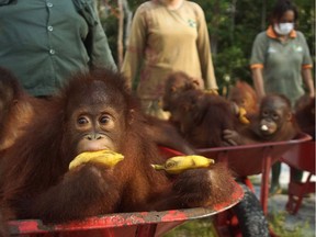 Young Orangutans eat bananas at the Borneo Orangutan Survival Foundation.
