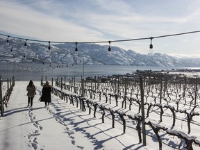 A look over the beautiful vineyards at Quails' Gate Winery in winter.