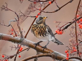 A fieldfare was spotted in B.C. only once before, in December 2003, near Pitt Meadows.
